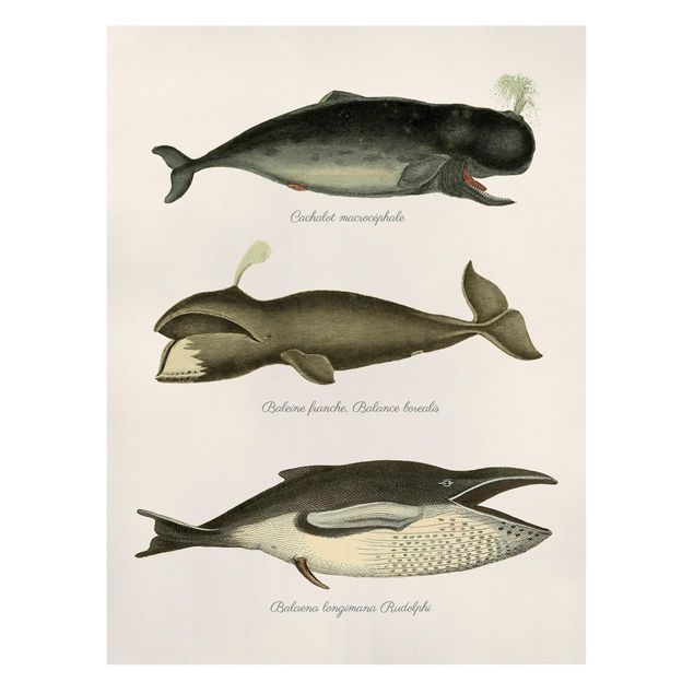 Print on canvas - Three Vintage Whales