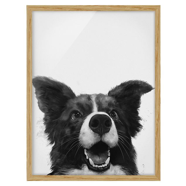 Framed poster - Illustration Dog Border Collie Black And White Painting