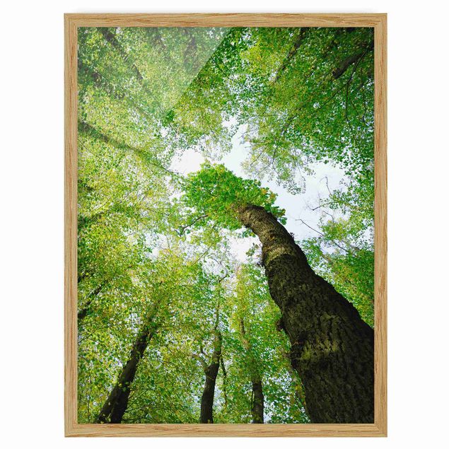 Framed poster - Trees Of Life