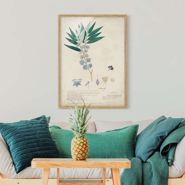 Framed poster - Melastomataceae - Angustifolium