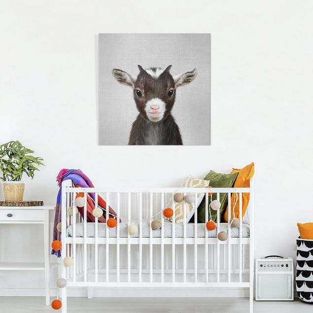Canvas print - Baby Goat Zelda - Square 1:1