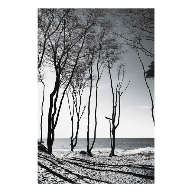 Glass print - Trees At the Baltic Sea