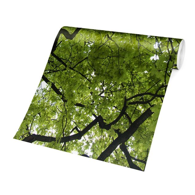 Wallpaper - Treetop