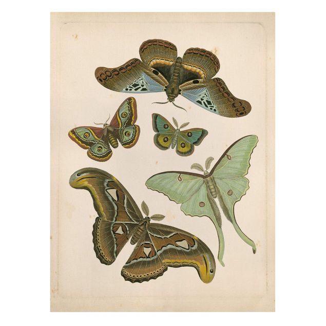 Print on canvas - Vintage Illustration Exotic Butterflies II