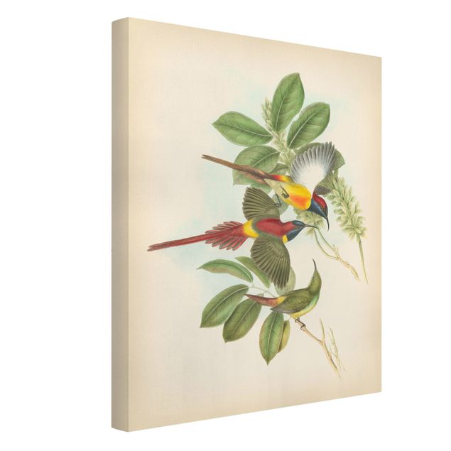 Print on canvas - Vintage Illustration Tropical Birds III