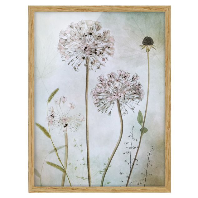 Framed poster - Allium flowers in pastel