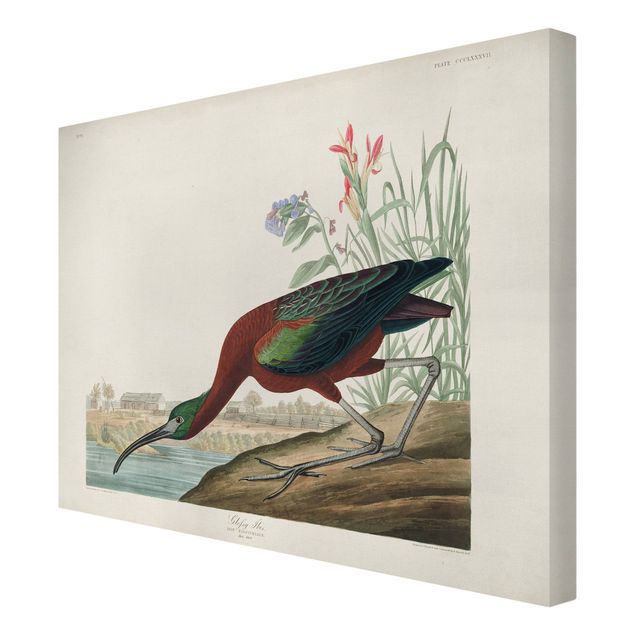 Print on canvas - Vintage Board Brown Ibis