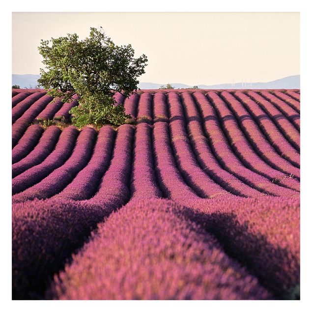 Adhesive wallpaper - Lavender