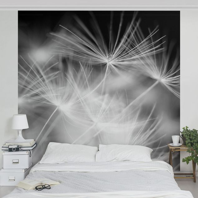 Wallpaper - Moving Dandelions Close Up On Black Background