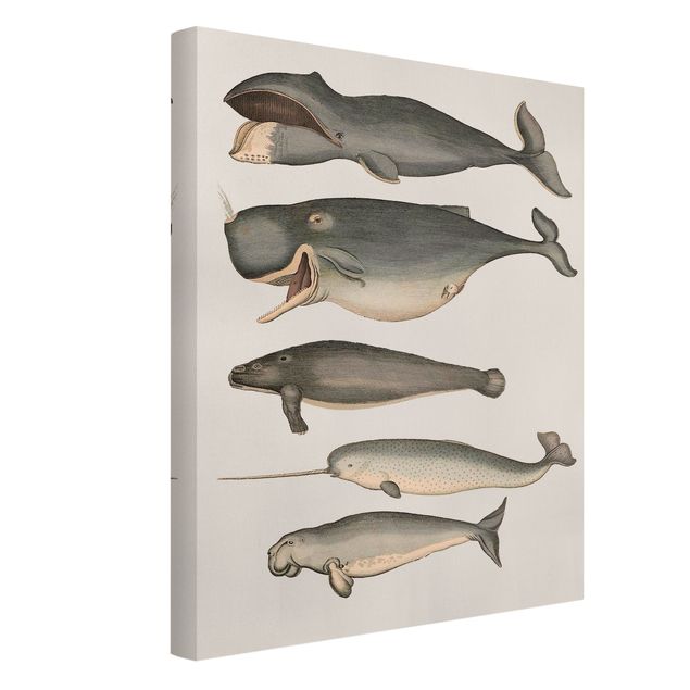 Print on canvas - Five Vintage Whales