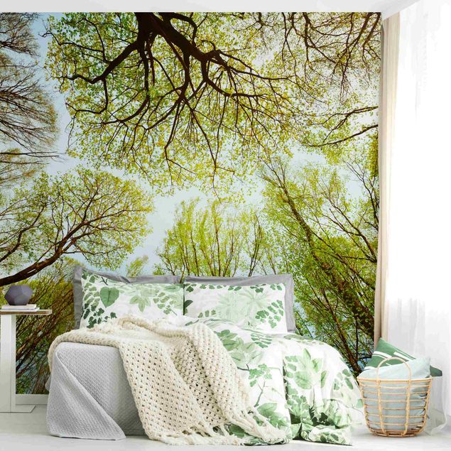 Wallpapers Glance Upon Treetops