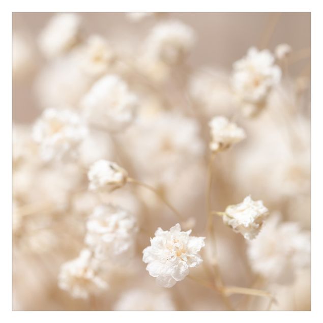 Walpaper - Beautiful Flowers In Cream Colour