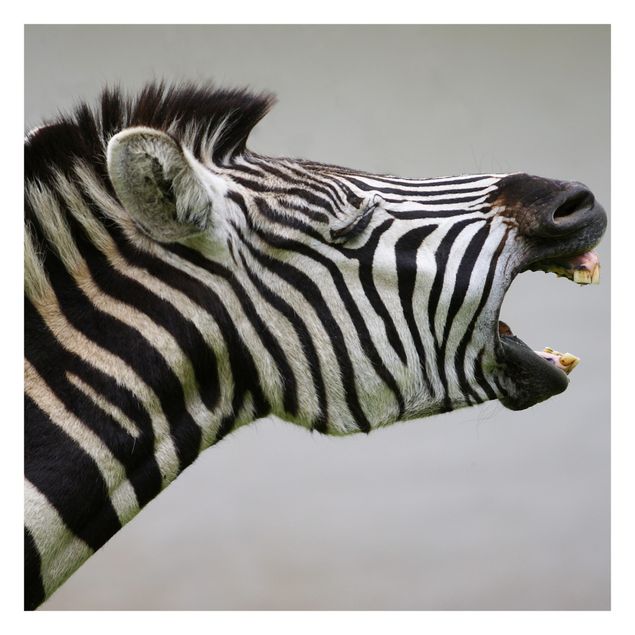 Wallpaper - Roaring Zebra