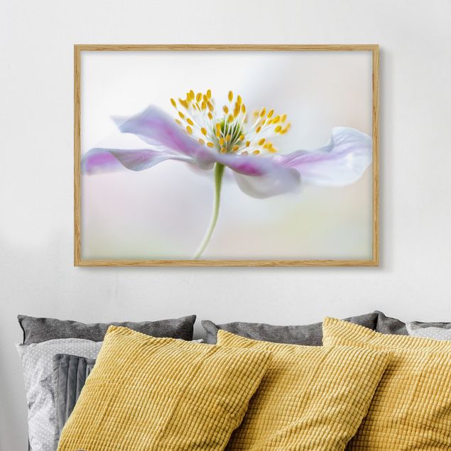 Framed poster - Windflower In White