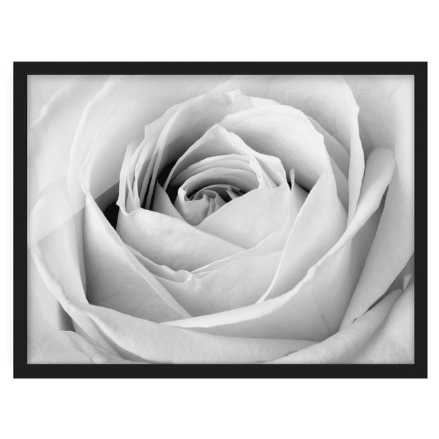 Framed poster - Close Up Rose