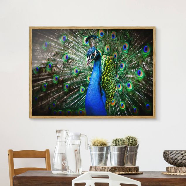 Framed poster - Noble Peacock