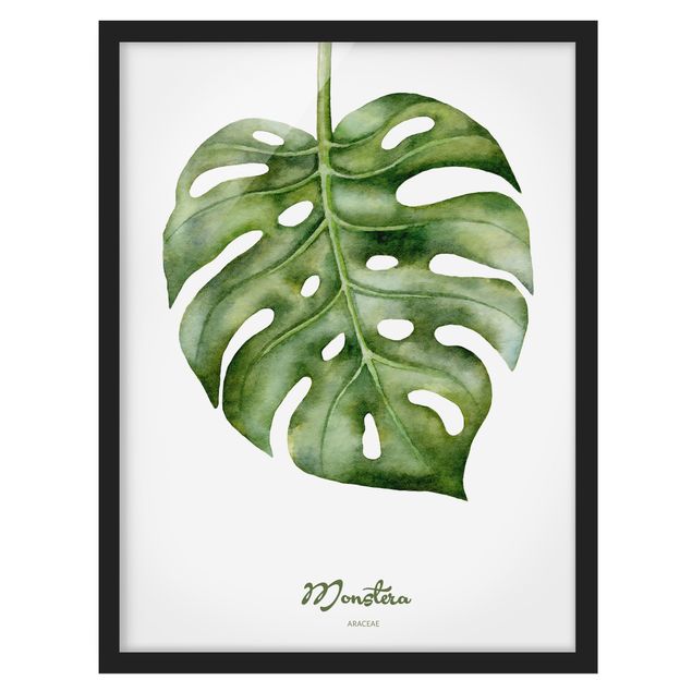 Framed poster - Watercolour Botany Monstera