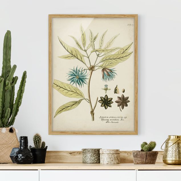 Framed poster - Vintage Botany In Blue Star Anise