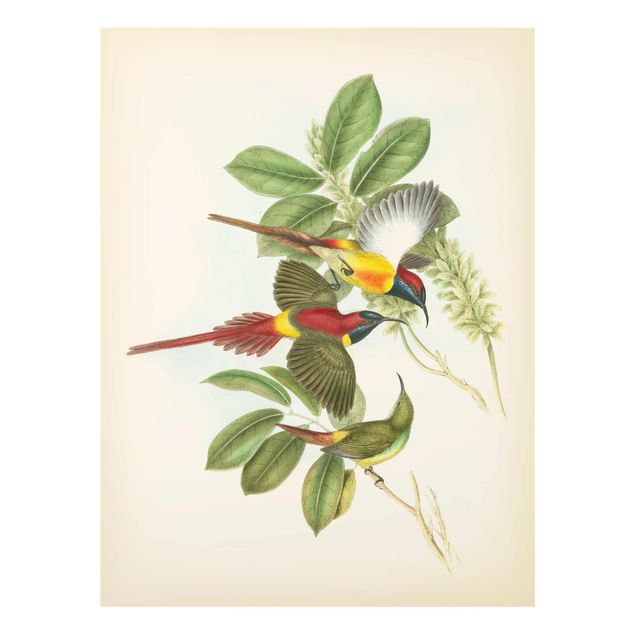 Glass print - Vintage Illustration Tropical Birds III