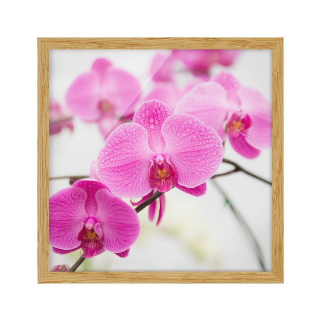 Framed poster - Close-Up Orchid