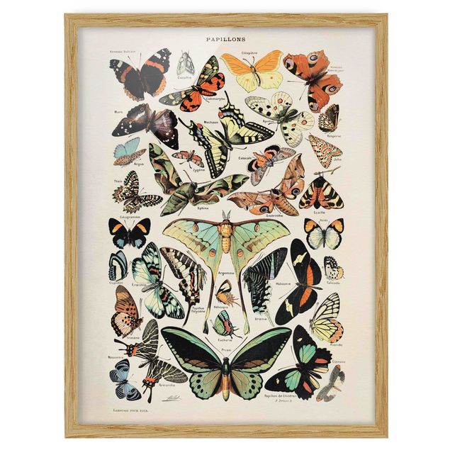 Framed poster - Vintage Board Butterflies And Moths