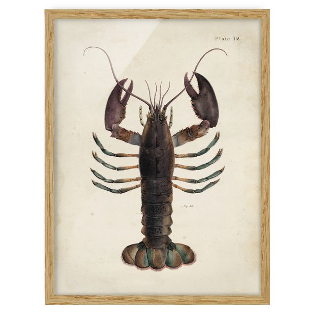 Framed poster - Vintage Illustration Lobster