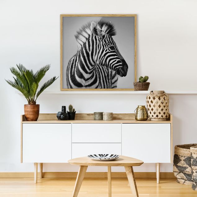 Framed poster - Zebra Baby Portrait II