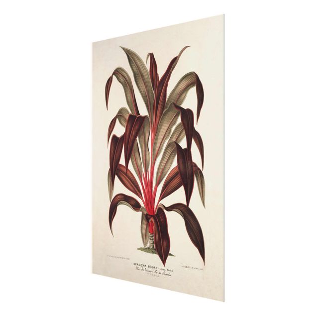 Glass print - Botany Vintage Illustration Of Dragon Tree