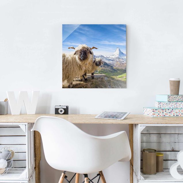 Glass print - Blacknose Sheep Of Zermatt