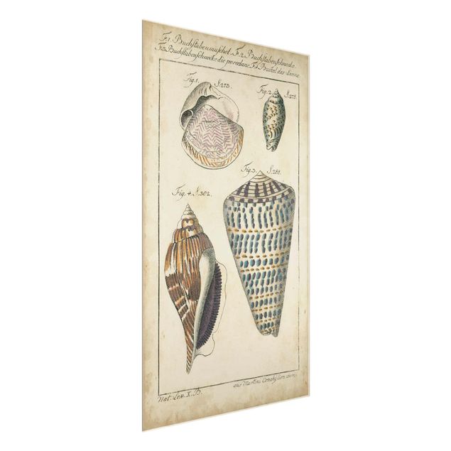 Glass print - Vintage Conch Drawing Pattern Bunte