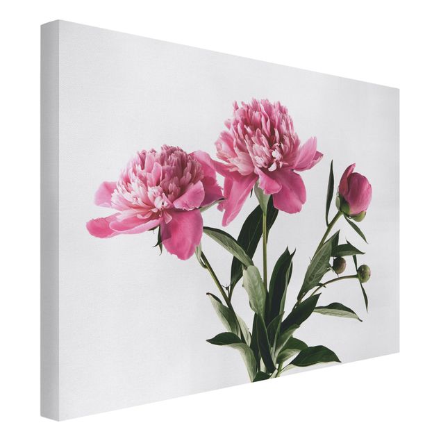 Canvas print - Pink Flowers And Buds On White