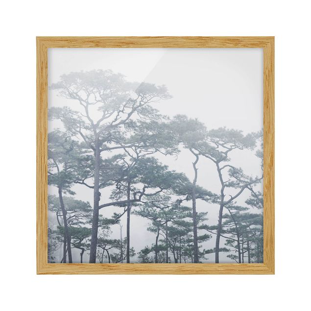 Framed poster - Treetops In Fog