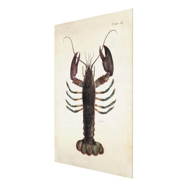 Glass print - Vintage Illustration Lobster