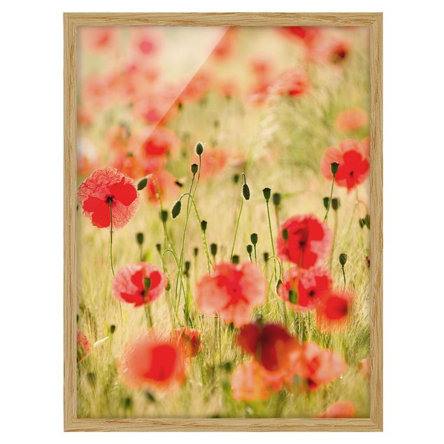 Framed poster - Summer Poppies