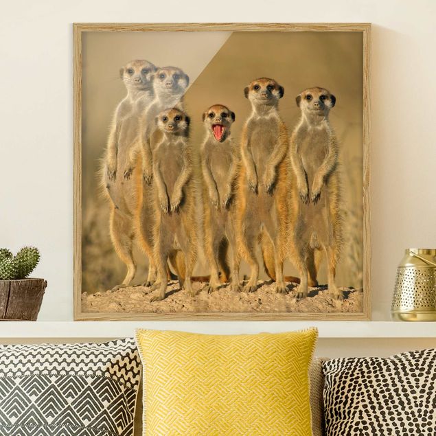Framed poster - Meerkat Family