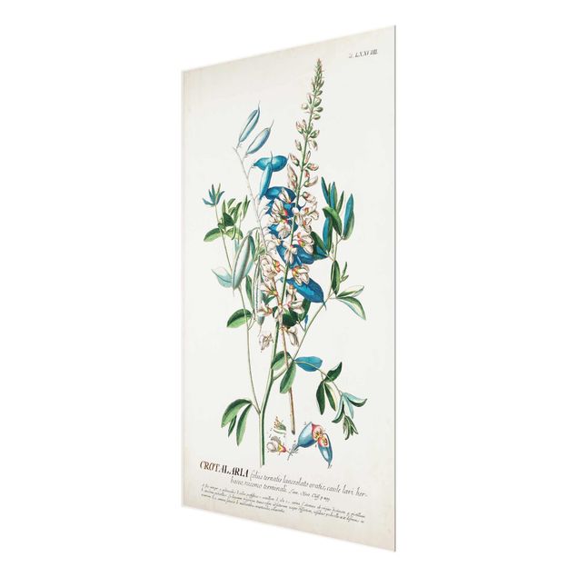 Glass print - Vintage Botanical Illustration Legumes