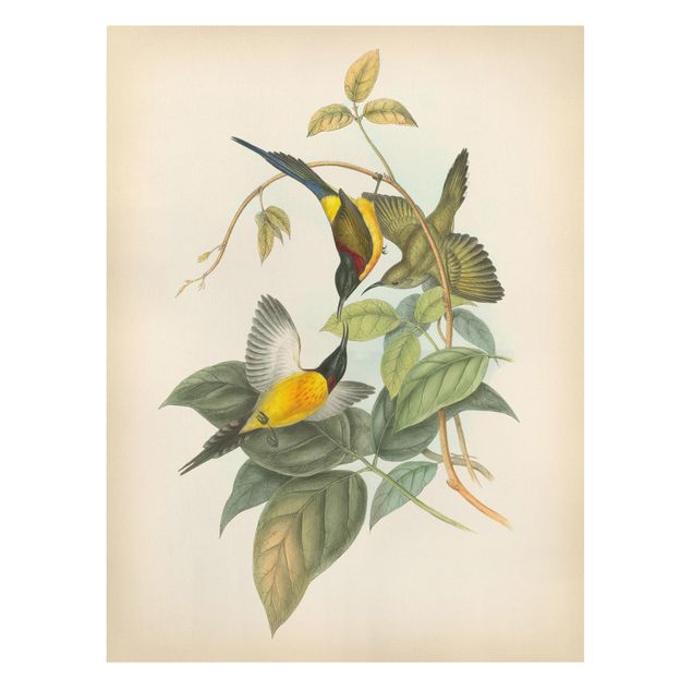Print on canvas - Vintage Illustration Tropical Birds IV
