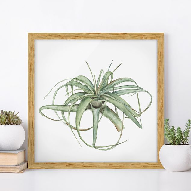 Framed poster - Air Plant Watercolour I