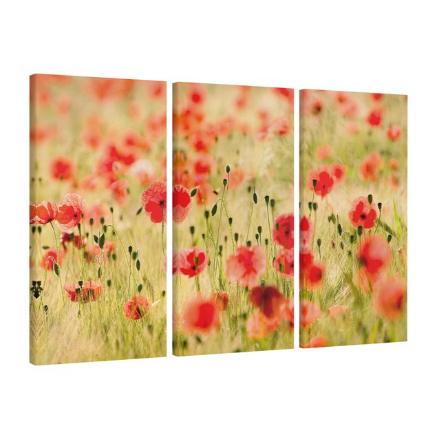 Print on canvas 3 parts - Summer Poppies
