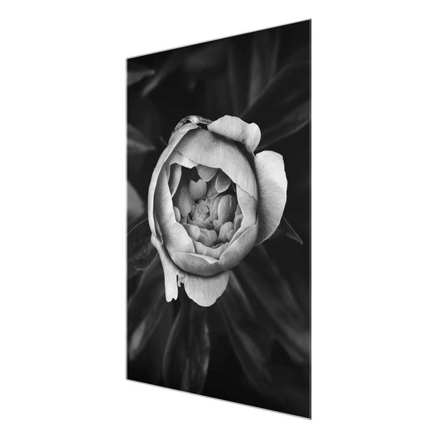 Glass print - Peonies In Front Of Leaves Black And White