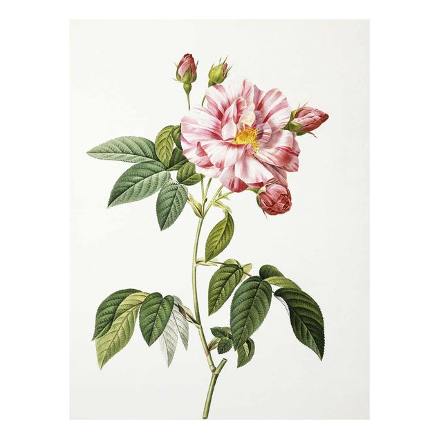 Glass print - Pierre Joseph Redoute - Pink Gallica Rose