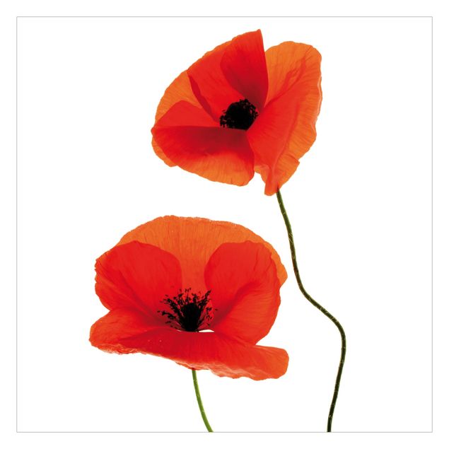 Wallpaper - Charming Poppies