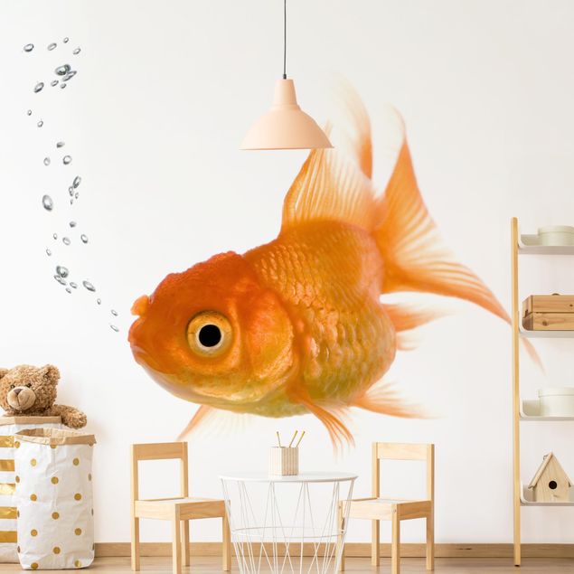 Wallpapers Colourful Fish