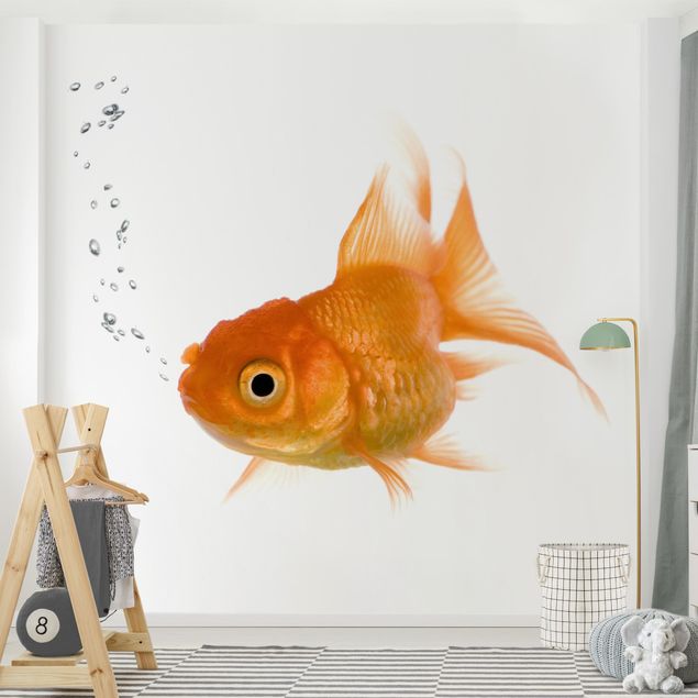 Wallpaper - Colourful Fish
