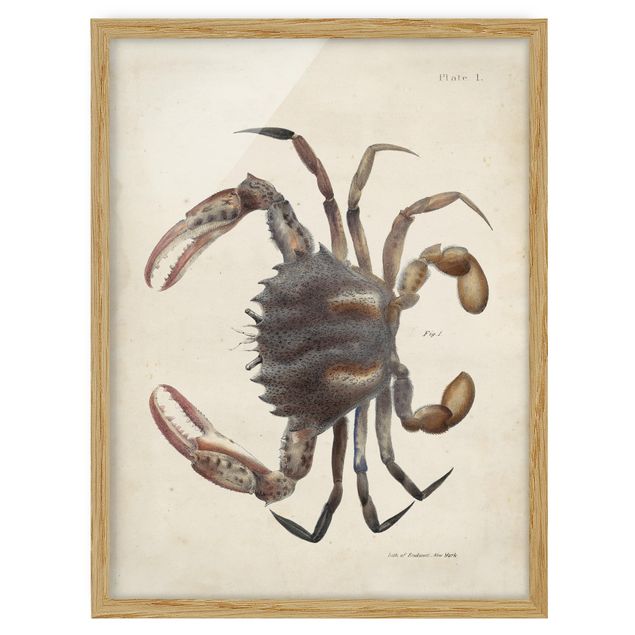 Framed poster - Vintage Illustration Crab