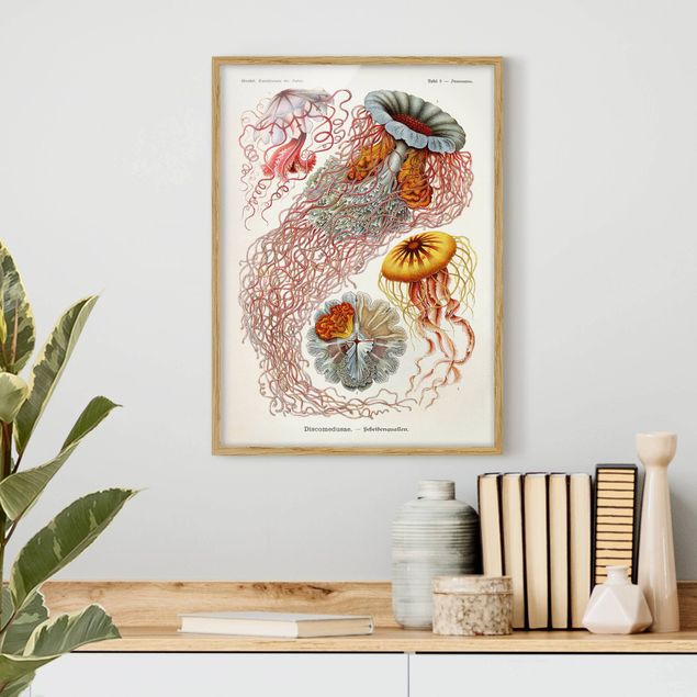 Framed poster - Vintage Board Jellyfish