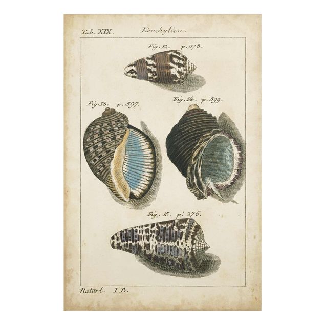 Glass print - Vintage Conch Drawing Brown