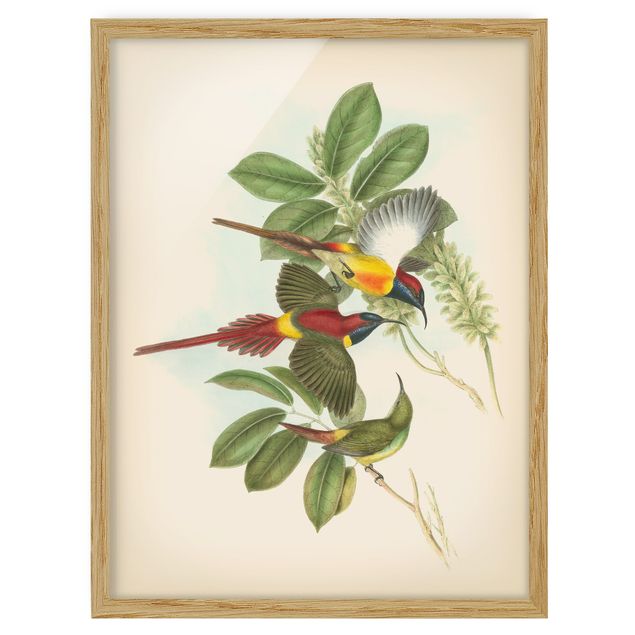 Framed poster - Vintage Illustration Tropical Birds III