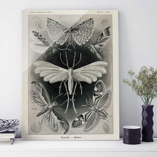 Magnettafel Glas Vintage Board Moths And Butterflies