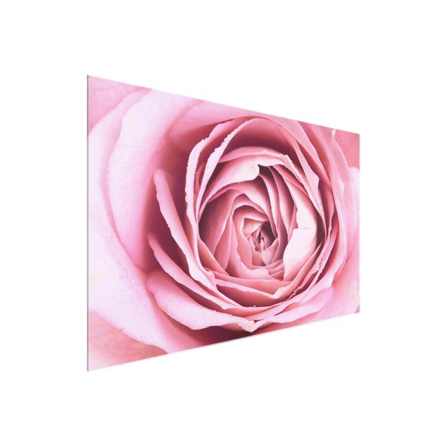 Glass print - Pink Rose Blossom